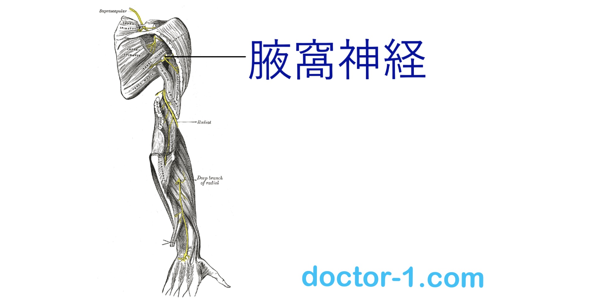 Axillary_nerve