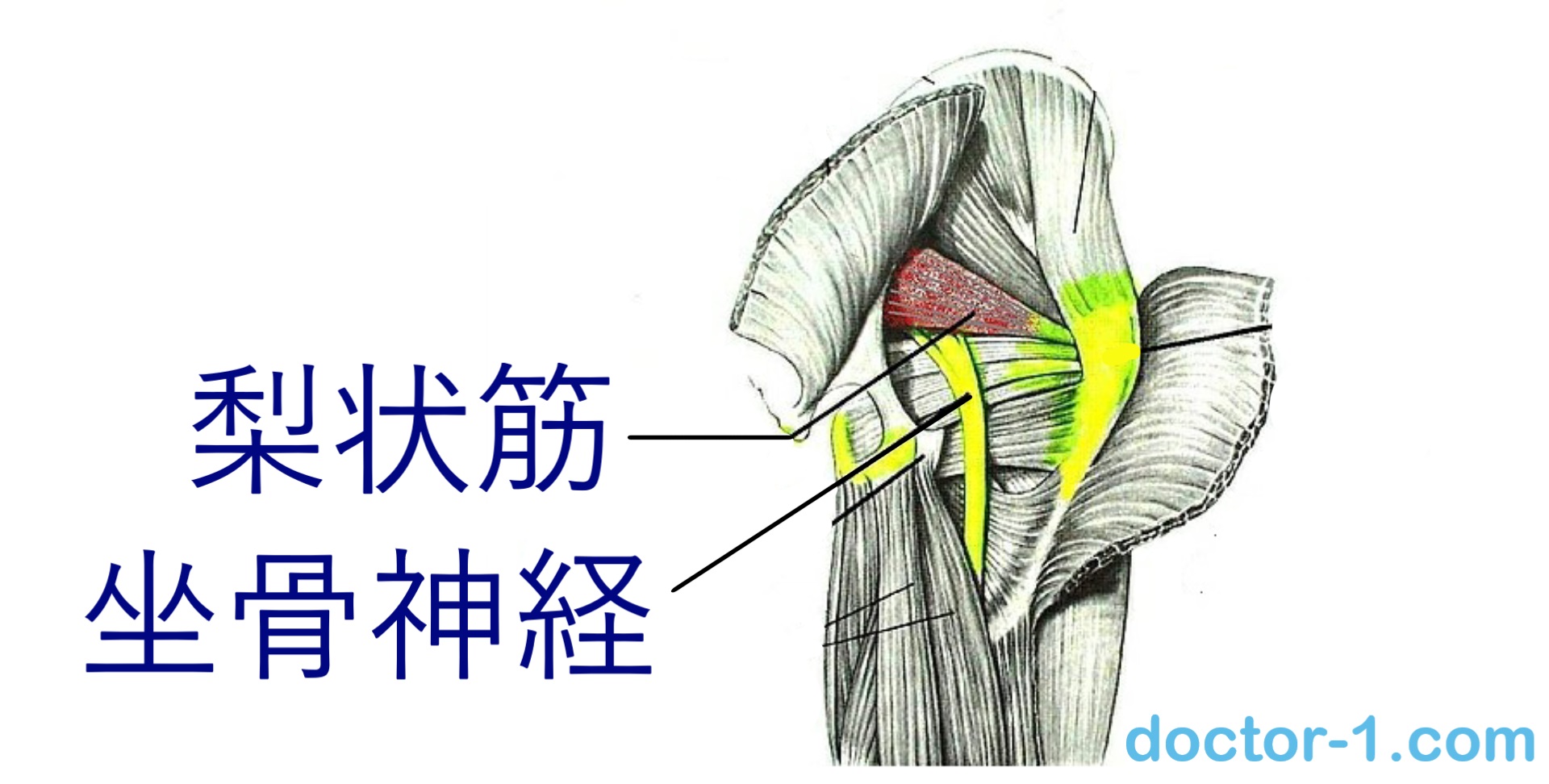 Piriformis