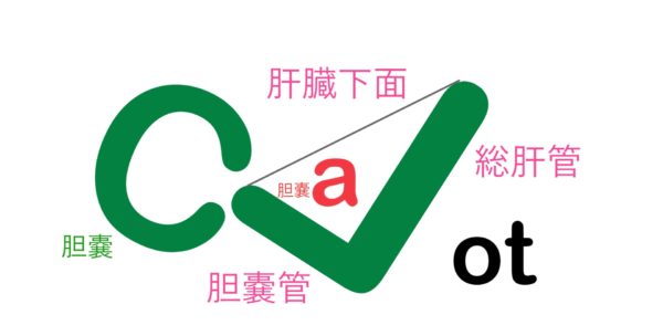 calot's triangle