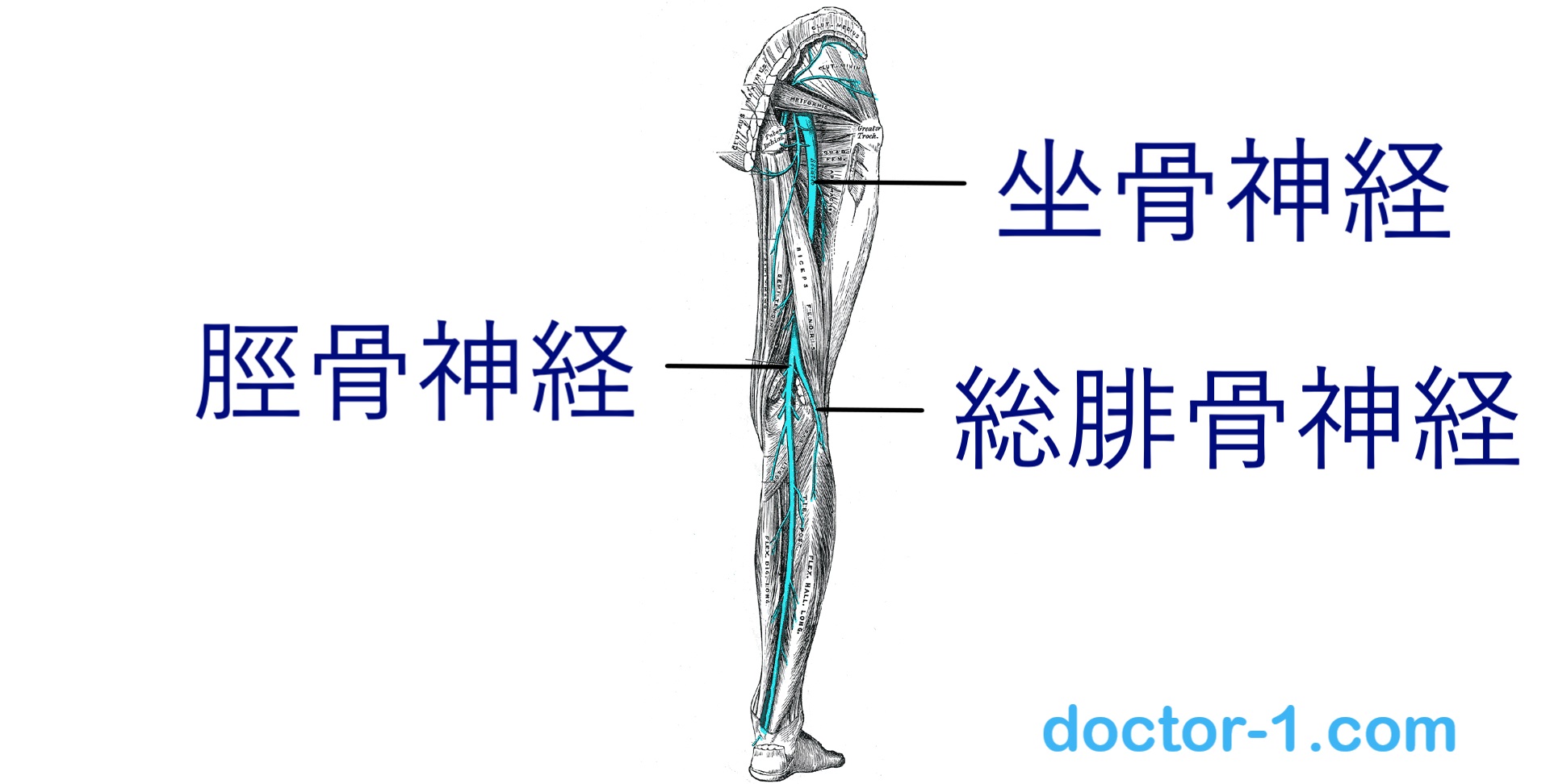 Tibial nerve