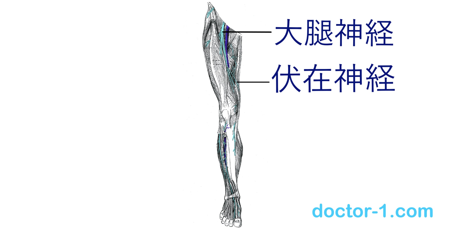 femoral-nerve