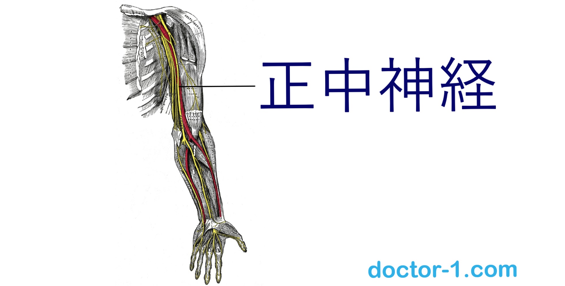 median-nerve