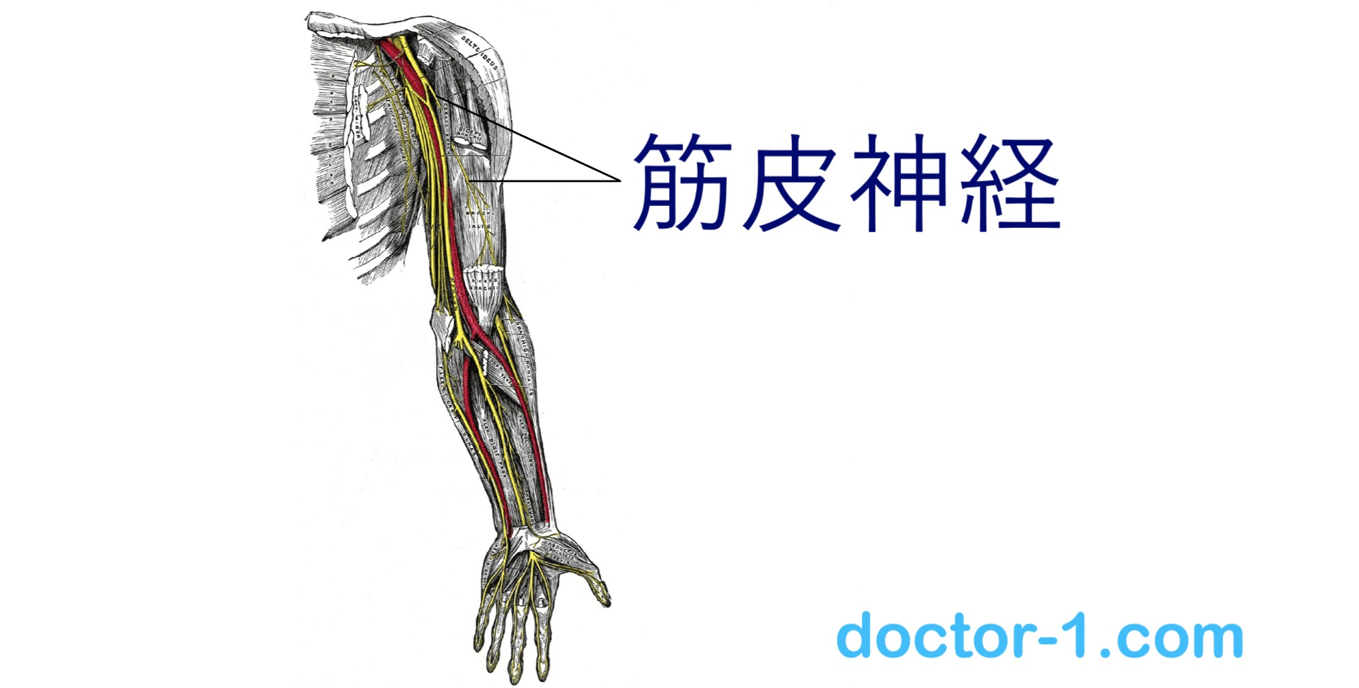 musculocutaneous_nerve