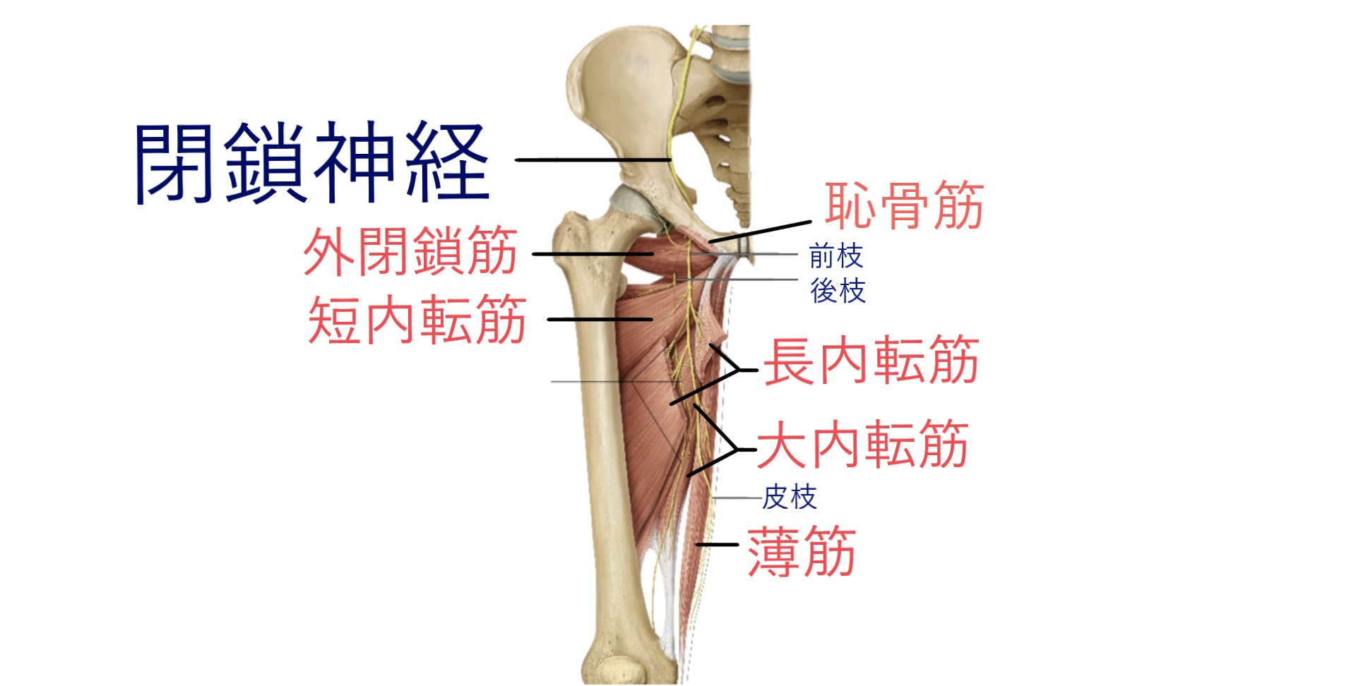 obturator_nerve_muscle_sensory