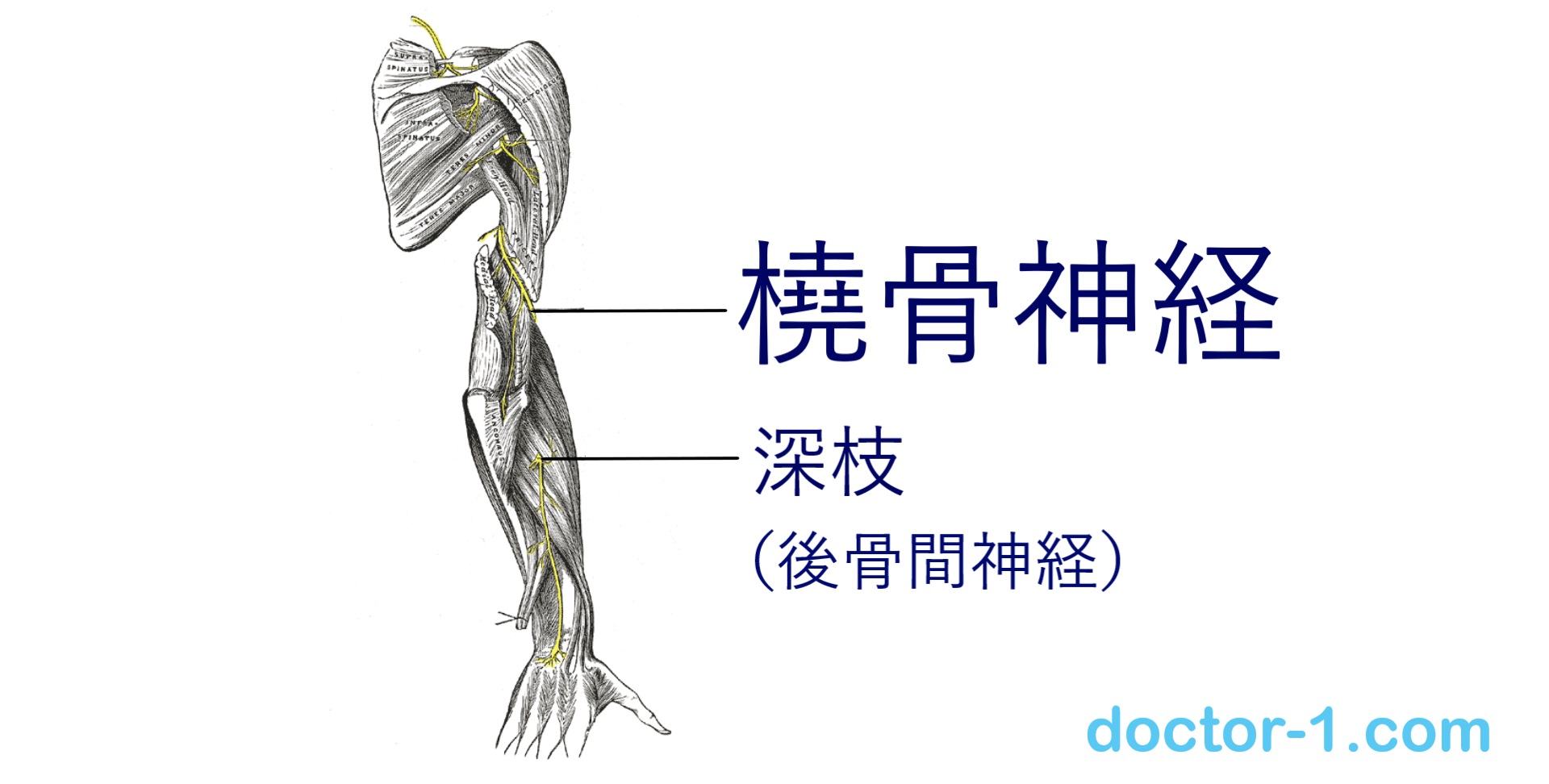 radial_nerve