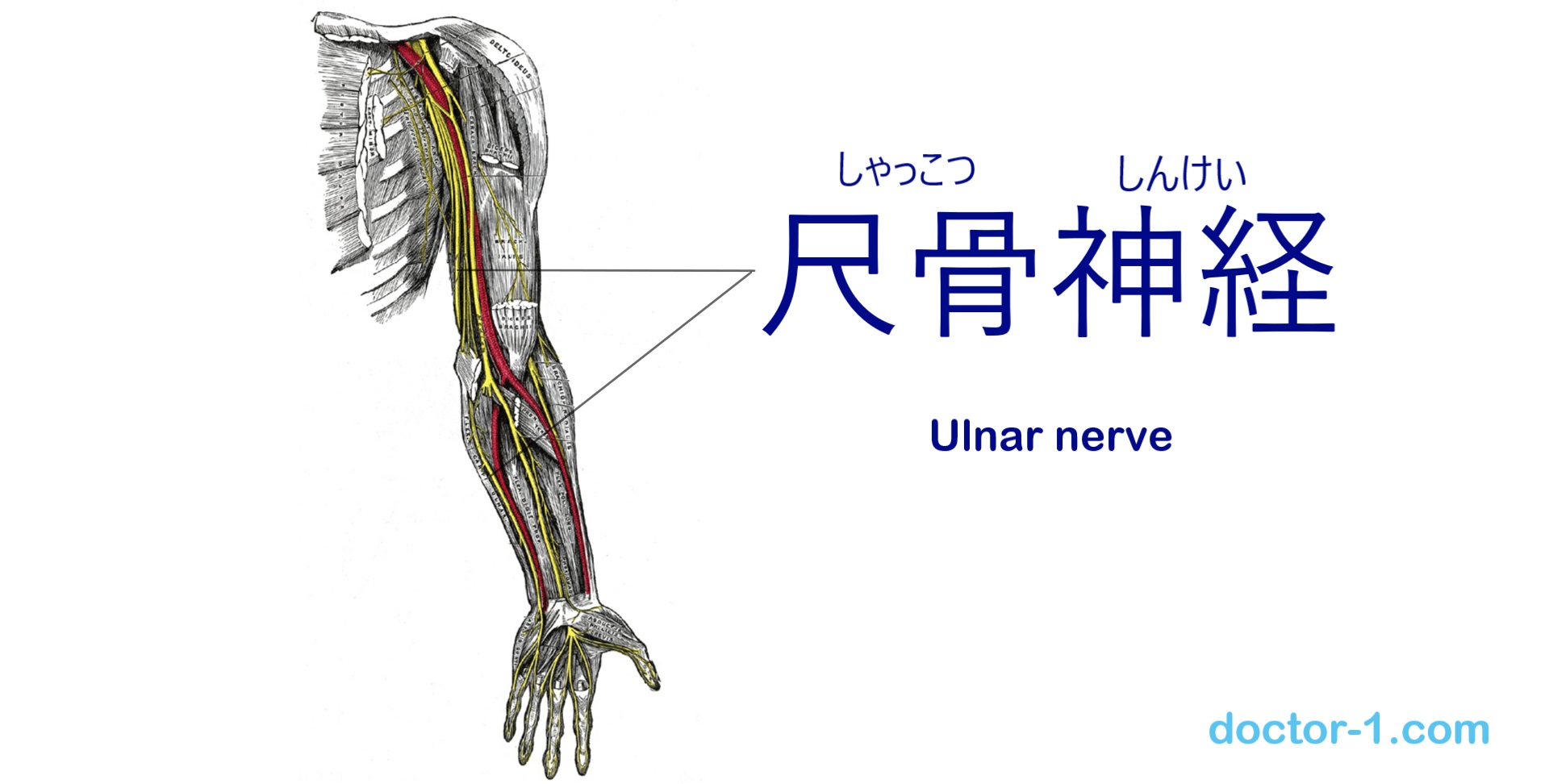 ulnar_nerve