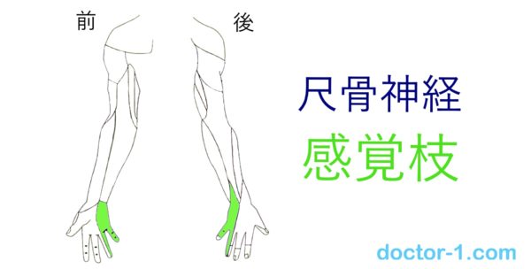 ulnar_nerve_sensory